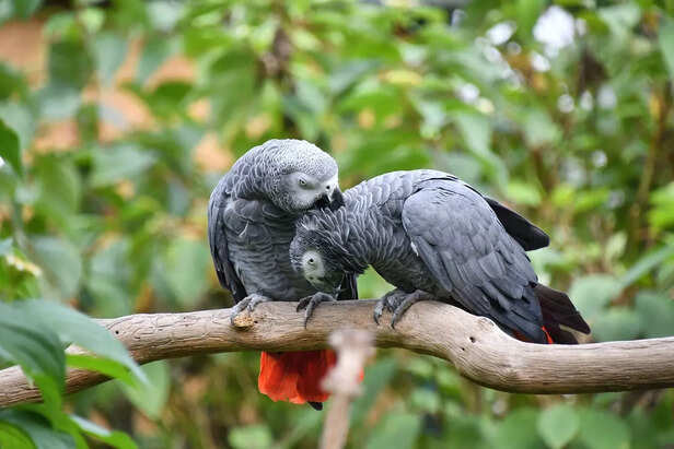 The Emotional Sensitivity of the African Grey Parrot