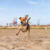 Happy Dog Running Freely Outdoors