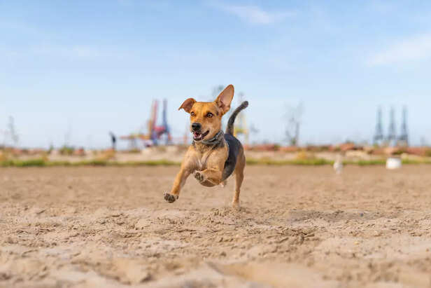 Happy Dog Running Freely Outdoors