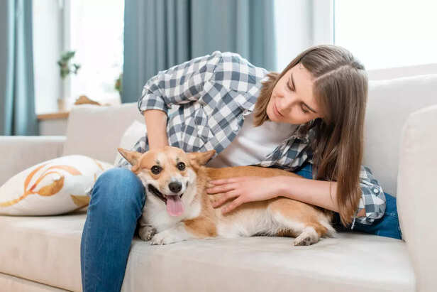 Happy Dog Relaxing with Owner at Home