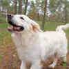 Happy Dog Enjoying Outdoor Walk