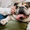 Happy Bulldog Being Petted