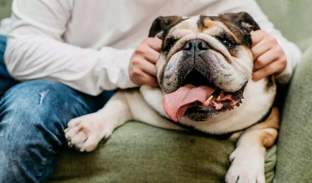 Happy Bulldog Being Petted