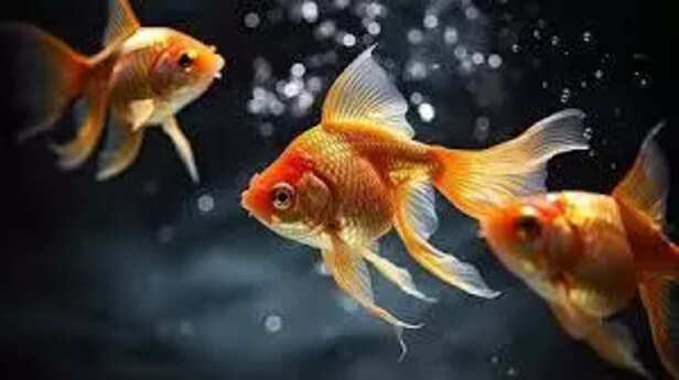 Fish struggling with rising temperature