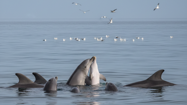 Dolphin Gathering Circling Dead One