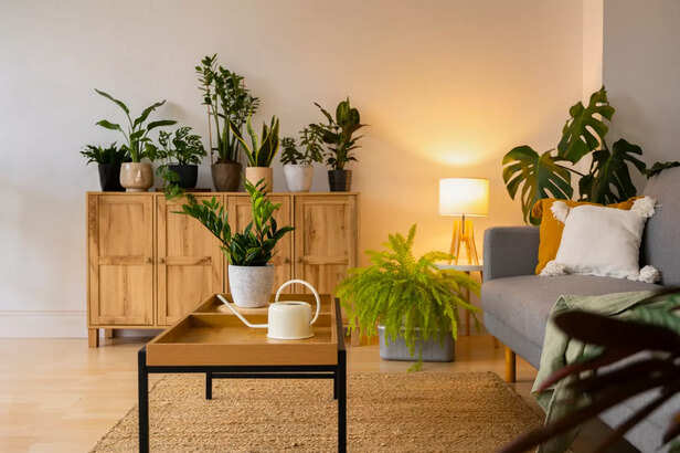 Spider Plant, Ivy and Aloe Vera are Best to Purify Air
