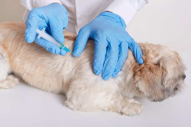 Optional Dog Vaccines Based on Lifestyle