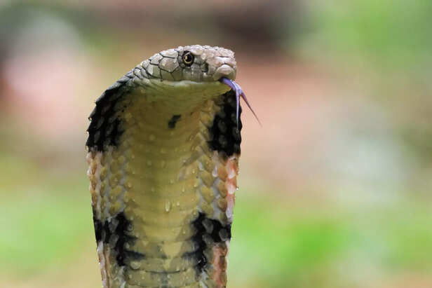 Venomous Snake