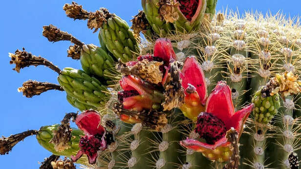 Saguaro Cactus has been cultivated for Centuries