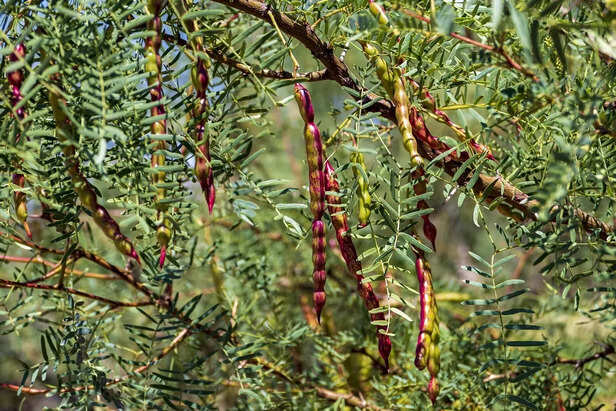 One of the Oldest Dessert Fruits- Mesquite Pods