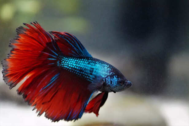 Betta Fish for Beginners