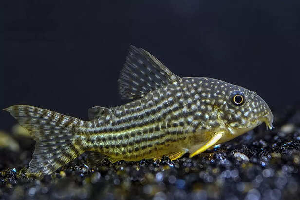 Corydoras Catfish for Beginners
