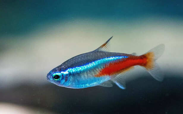 Neon Tetras for Beginners