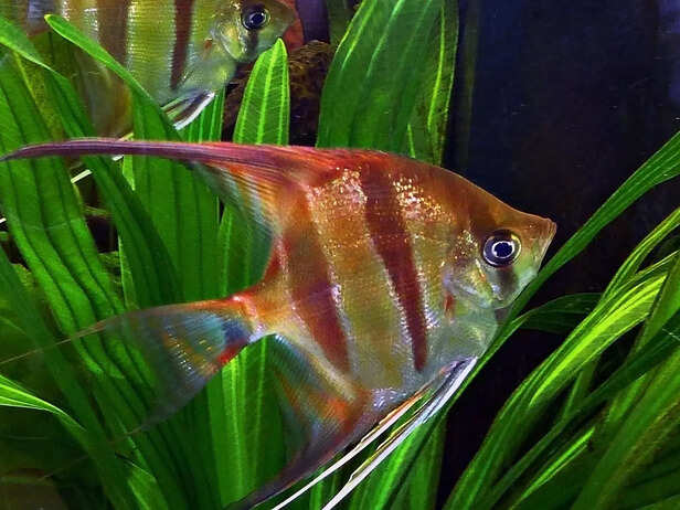 Discus Fish