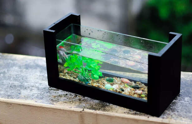 home aquarium