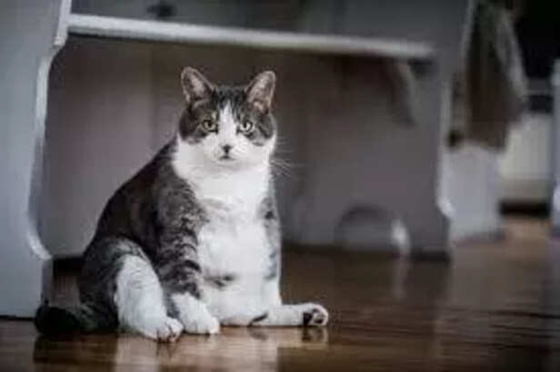 Obesity in pets