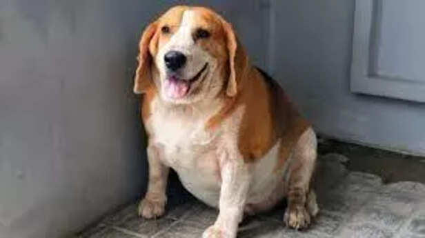 Measuring weight condition of a pet