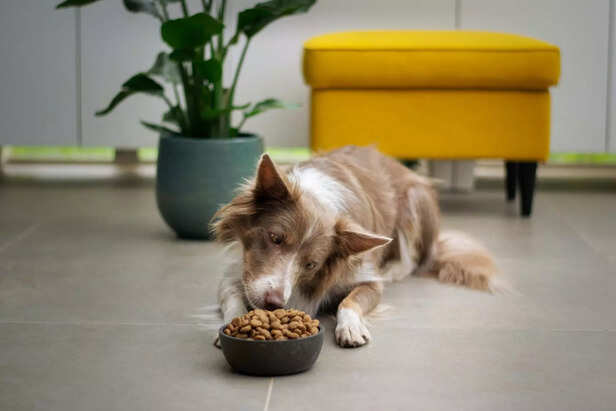 Eating  less or more is normal during early dog pregnancy
