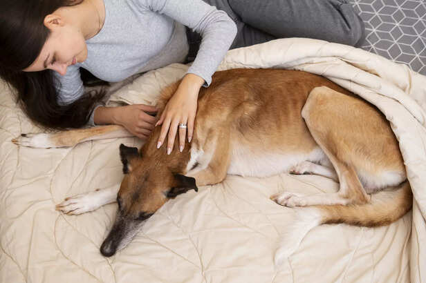 Pregnant dogs seek comfort and nest before delivery