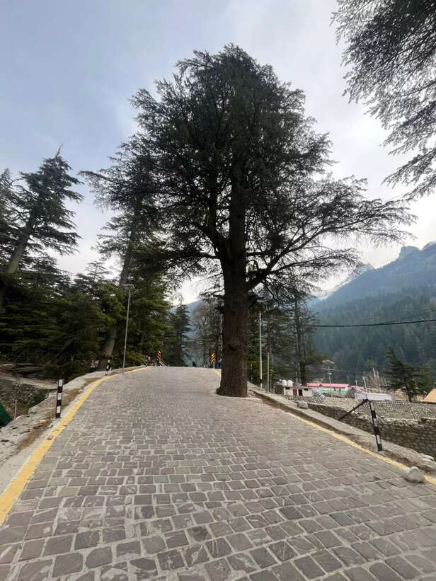 हर्षिल ने दिखाया कि जवाब “नहीं” भी हो सकता है। यह पेड़ सिर्फ़ लकड़ी का ढांचा नहीं है। यह एक समझौता है, इंसान और प्रकृति के बीच।