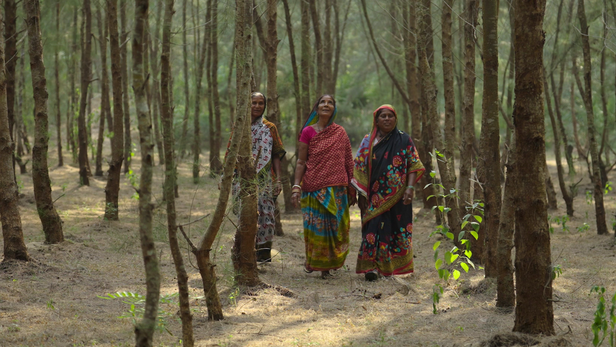 कहानी है उन महिलाओं की, जिन्होंने समंदर से लड़ने के लिए हथियार नहीं उठाए, बल्कि पेड़ उगाए।