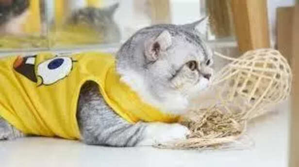 Cute and cozy winter fashion for pets