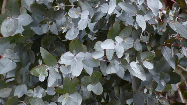 Lizards Hate Eucalyptus