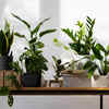 Plants for fresh air