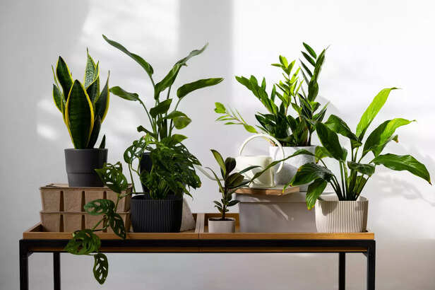 Plants for fresh air