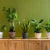 Indoor plants