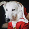 Santa Claus Costume for Dogs