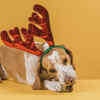 Dog Wearing Reindeer Antlers for Christmas