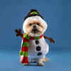 Dog Wearing Snowman Outfit for Christmas