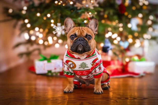 Winter Christmas Sweater for Dogs