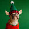 Dog Dressed as Christmas Elf