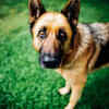 German shepherd