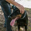 Doberman pinscher