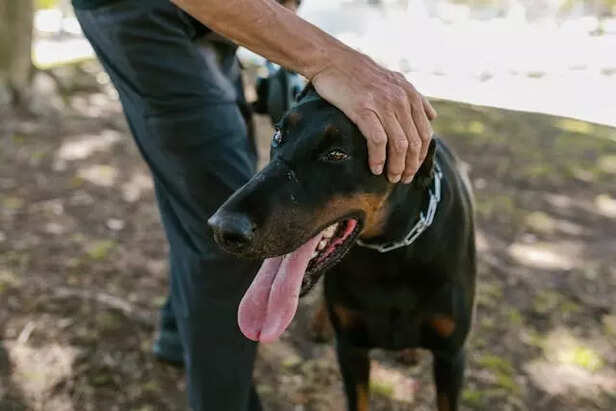 Doberman pinscher
