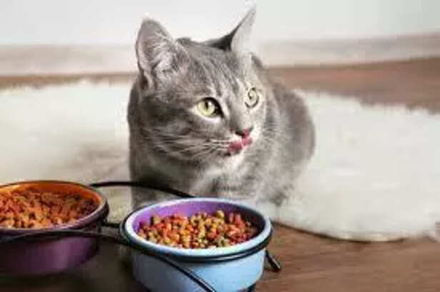 Best cat food diet for energy