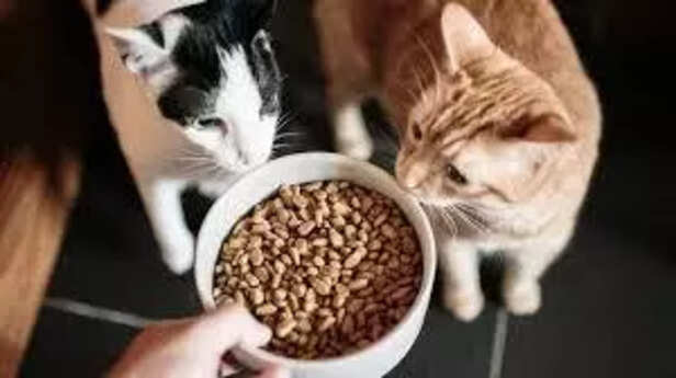 Nutritious cat diet with protein rich food