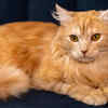 Affectionate Long-Haired Persian Cat Relaxing Indoors