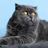 Affectionate Scottish Fold Cat