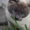 Blue-Eyed Siamese Cat Sniffing Grass Outdoors
