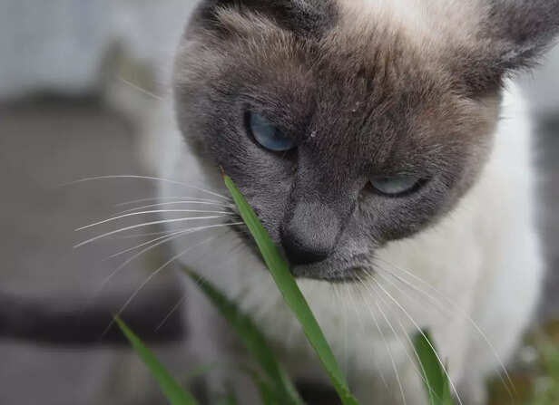 Blue-Eyed Siamese Cat Sniffing Grass Outdoors