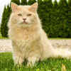 Affectionate Maine Coon Cat Sitting on Green Grass