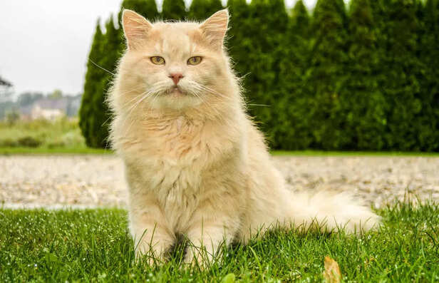 Affectionate Maine Coon Cat Sitting on Green Grass