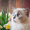 Affectionate Blue-Eyed Ragdoll Cat Sitting Near Flowers