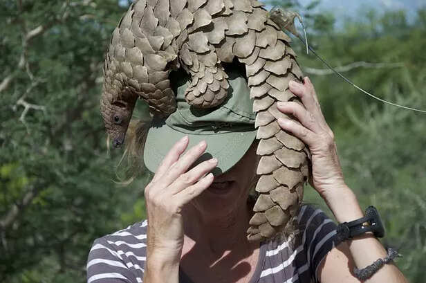 Pangolin poaching