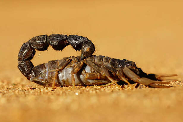 Scorpion spirit animal