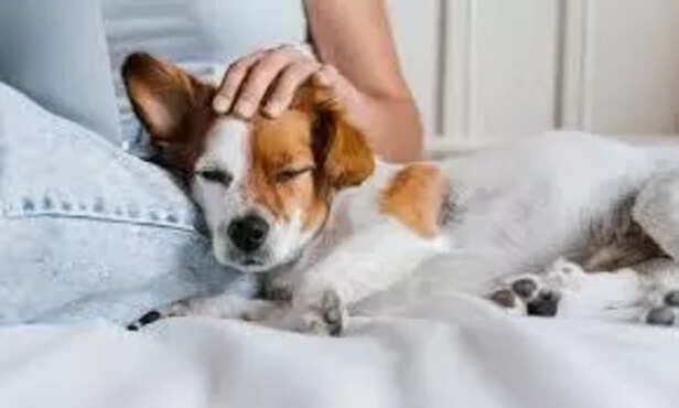 Decoding pet's language